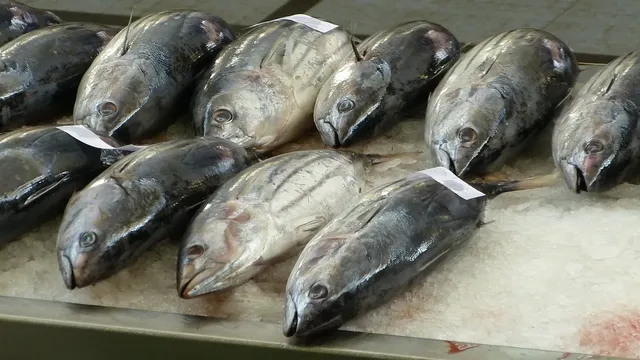 elaboracion Atún encebollado con tomate