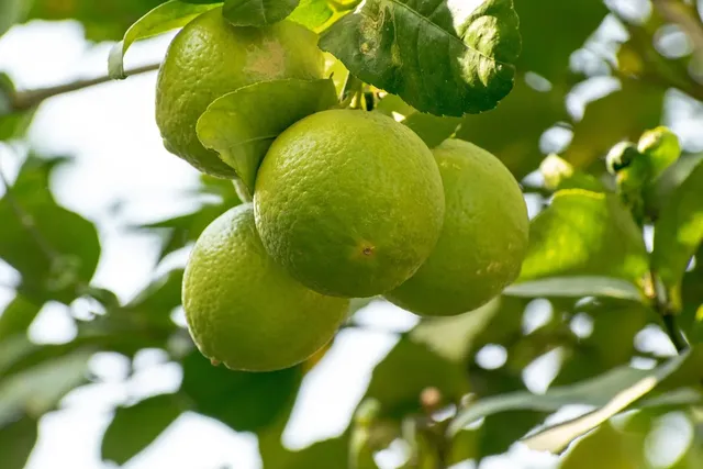 ingredientes Atún encebollado con consejos de Karlos arguiñano